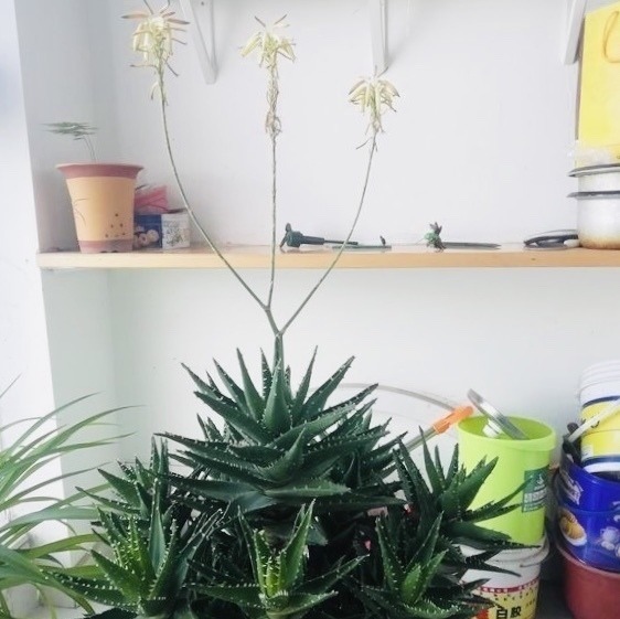 新芽|搬新家之前,一定要养“这6种花”,除“甲醛”效果好