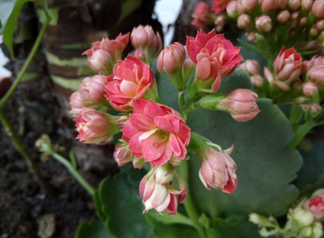 李小姐养“长寿花”,只是加个“它”,盆盆“开满”花,美爆了!