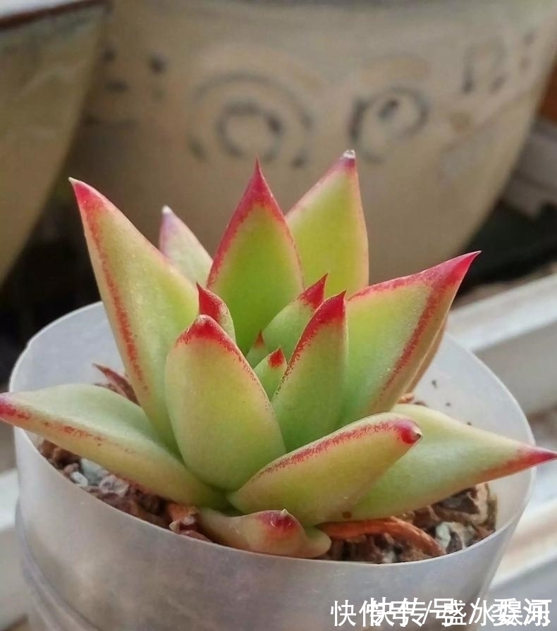 米水|从小就喝洗米水长大的多肉,快来看看来自多肉的强势“逆袭”!