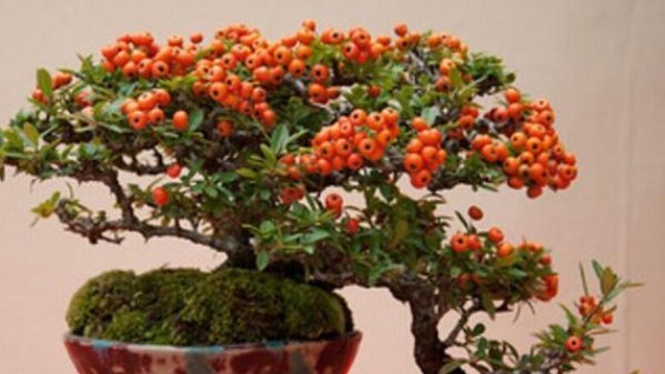 翻倍|一种“野果树”,路边挖一棵,做成昂贵盆景,价值翻倍太美了