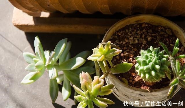 5种吃剩的菜根别丢，种出漂亮的小盆栽，不花一分钱，比花还漂亮！