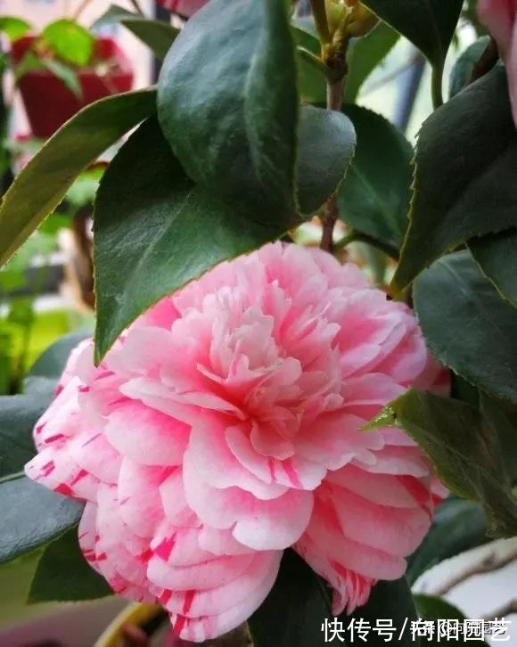 养山茶花，经常遇到的“8大难题”，老花医帮你解决，很实用