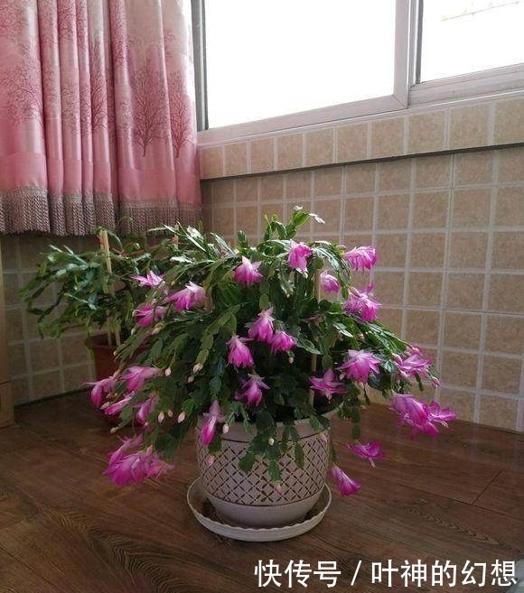 给蟹爪兰浇点这种水,叶片蹭蹭的长,又肥又大