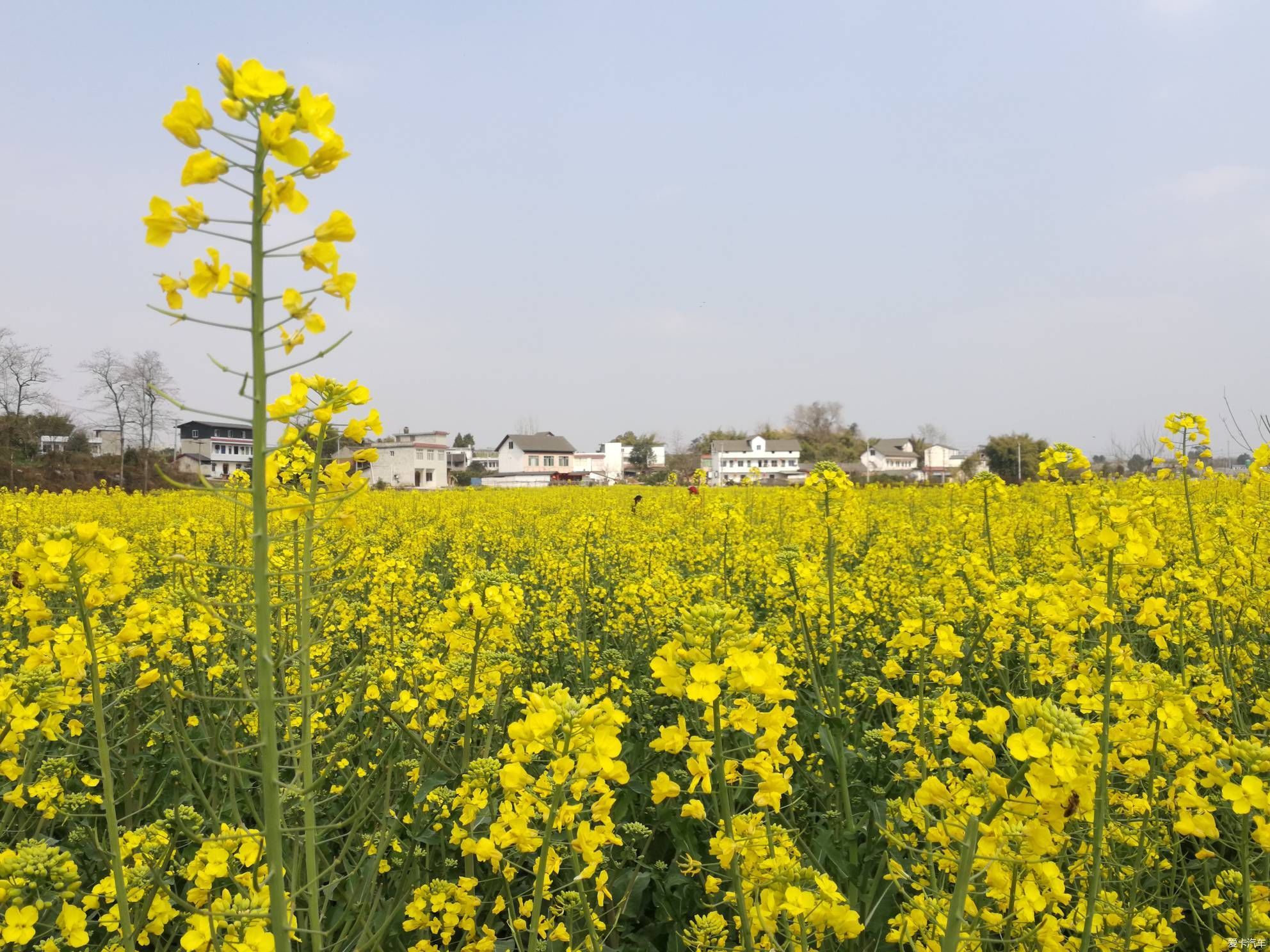 不负春光，乡村赏花