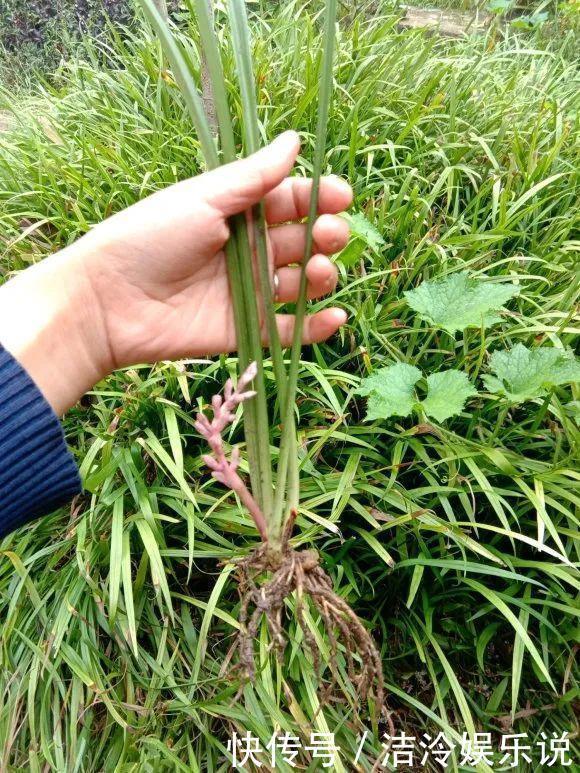 5种花最好别养，根钻得到处都是，砍都砍不尽