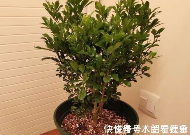 通通风|吸臭强性强的4种花,有洁癖一定要养,效果不仅明显还省事!