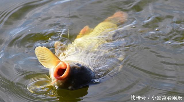 钓鱼时放药酒效果很好，但用错了反而死窝，几个技巧让你钓好鱼