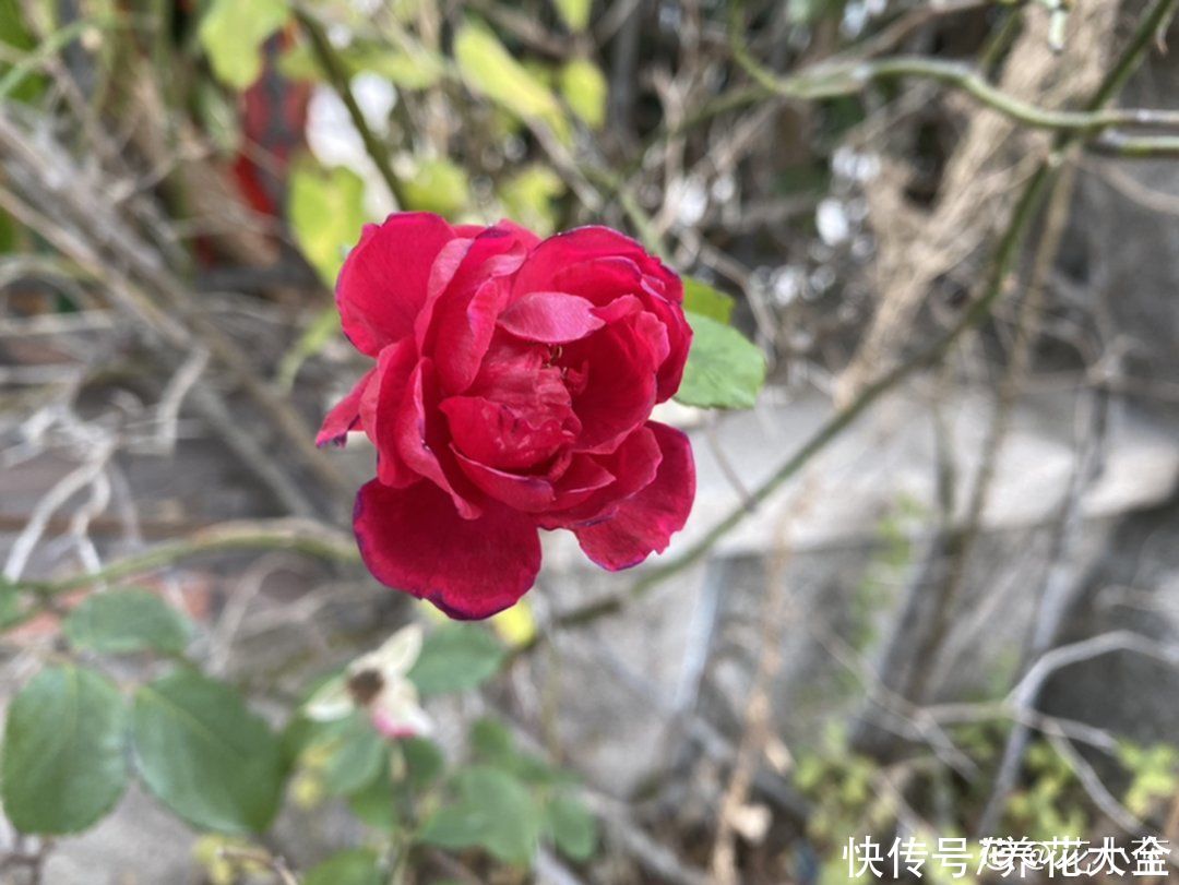  开花|开花时间PK，秋海棠第二，就没花敢称第一