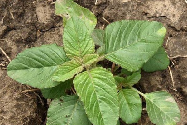 马齿苋|夏季必吃的四种野菜,既是食材又是药材,营养健康多给家人吃!