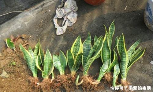 养虎皮兰时,盆里加2种东西,30天钻出钢芽,侧芽嗖嗖