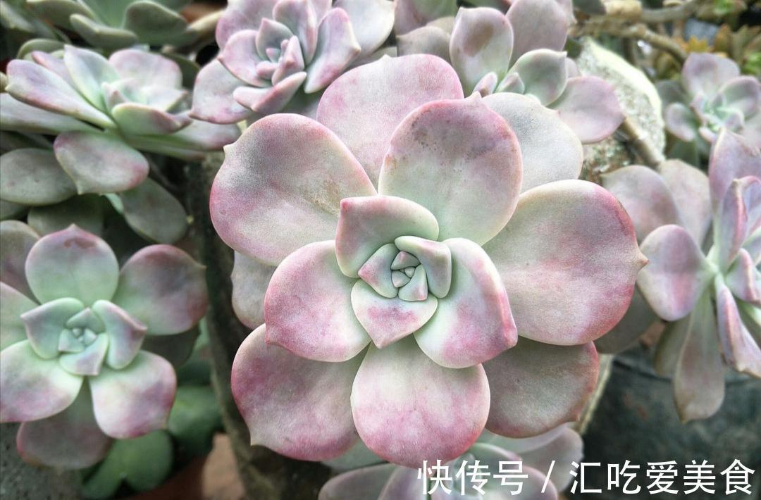 冬天养多肉,有“3怕1喜”,做好了才能安全过冬