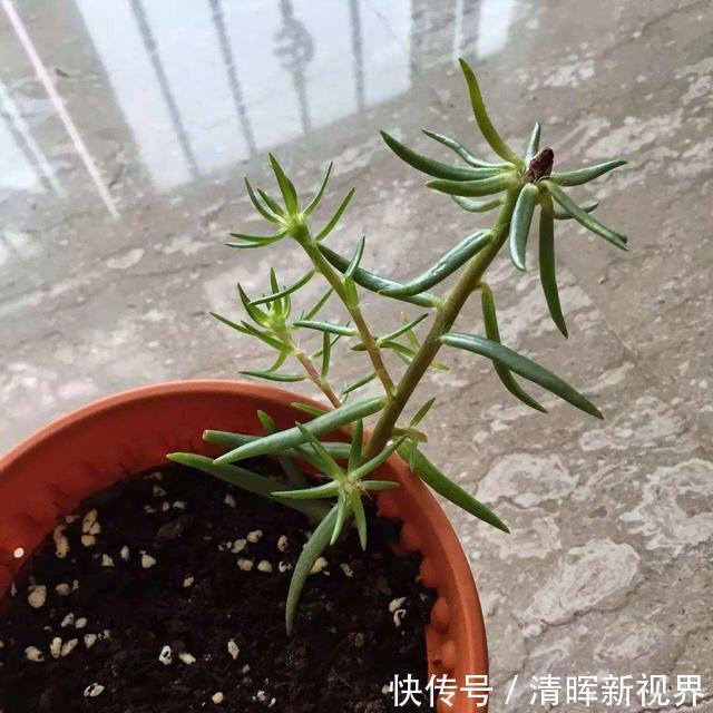 扦插|种了太阳花,试试扦插,一棵种出30棵,一盆开花几十朵,美极了!