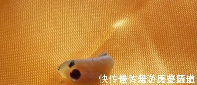 舍利子#他圆寂前曾发誓,火化后舌头不焦烂,果然诞生世界唯一舌舍利子!