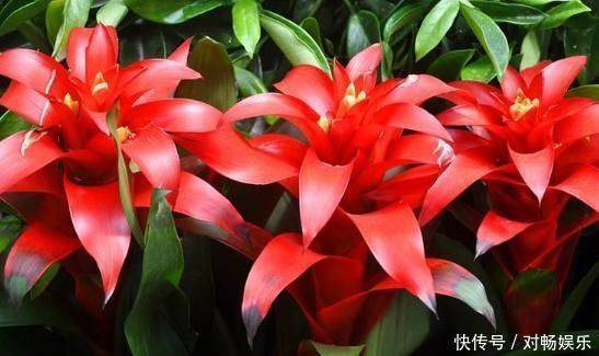 观赏价值|家养“4种花”，增福、旺财长势好，放在客厅空气清新，家中必备