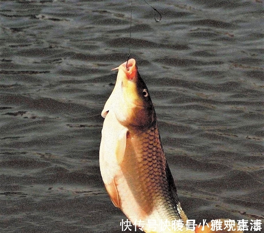 鲫鱼|钓鱼到底有没有通用钩？这几种鱼钩哪种更好用？