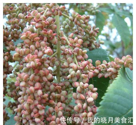 盐肤木|长在树上的“盐巴”，既能当盐吃，也能制醋，它就是“盐肤木”