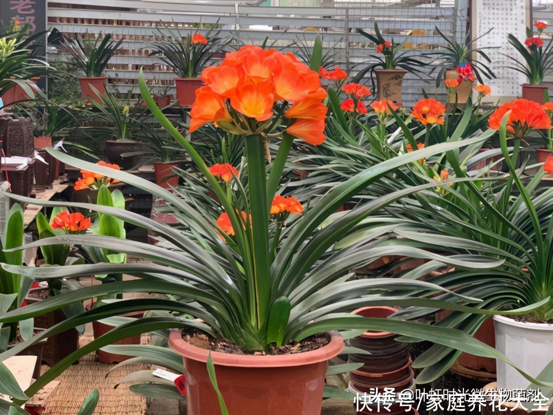 君子兰叶子长皱纹太显老、分析六种原因对症治疗