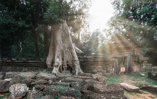 中年|塔布隆寺——古树与神庙的爱恨情仇，化作生死相依的永世缠绵