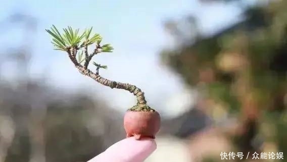 也许你不需要一个庭院就能有一个园林