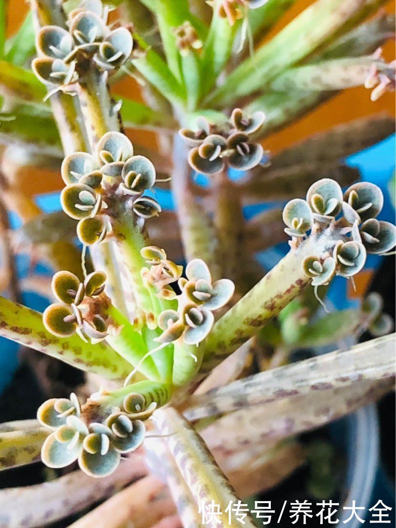 紫米粒|沾土就活的花，叶子掉土里，呼呼蹿出小肉芽