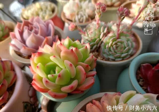 揭秘：那些干净又温暖的多肉照片从哪里来？