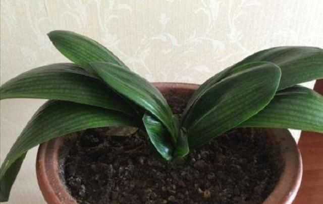 植株|君子兰叶子出现褶皱，3个方面没有做好，应及时改正