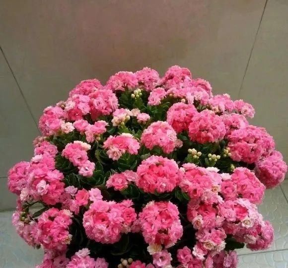 一棵长寿的花,124个花箭,开花,锅盖打开的方法