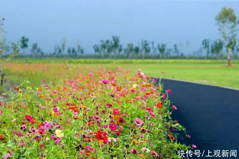 老年|静谧花海，活力运动……崇明这个新晋3A景区都能满足你