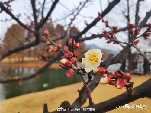 老年|上海这些赏梅地！有空时不如去逛逛爱申活暖心春