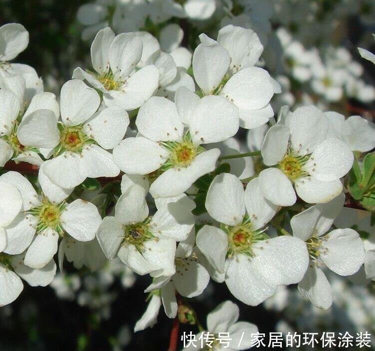过冬|两种“耐寒花卉”,冬季可室外过冬,不怕冷,开花多