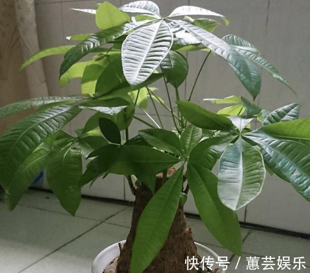 发财树、金钱树喜欢“2种渣”,夏天埋入“1把”,根系开始变壮!
