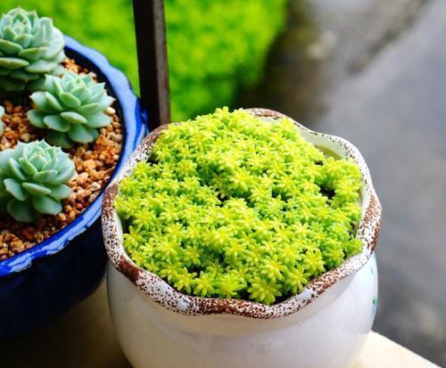 5种黄色系多肉,长出状态美极了,谁见了都夸美,值得拥有!