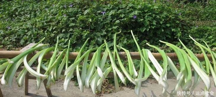 适应能力|这根杆子最不值钱,但很好吃,用胡椒粉腌鱼很好吃