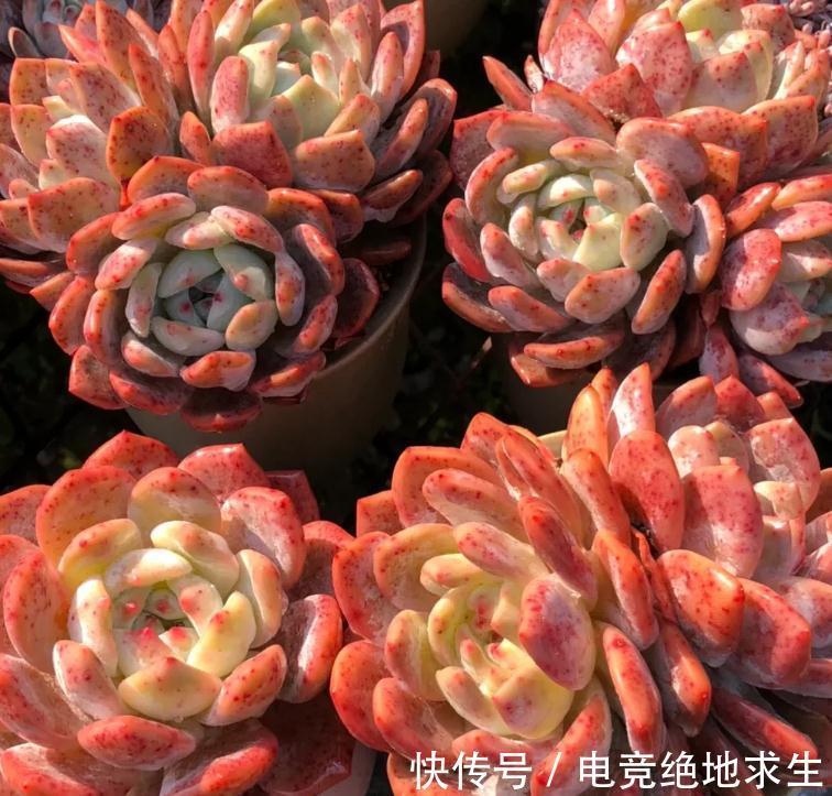 最美多肉植物橙梦露暴力控养技术