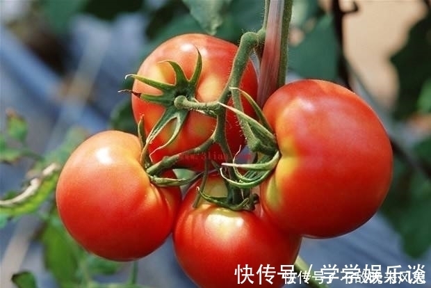 dh提醒,炒西红柿不能放此物,吃了就是给自己找罪受,早知早健康