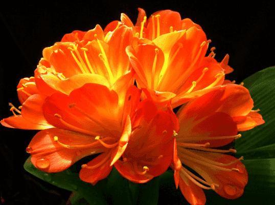 君子兰被誉为“花中君子”,品相高贵叶片油绿,4个妙招教你养好