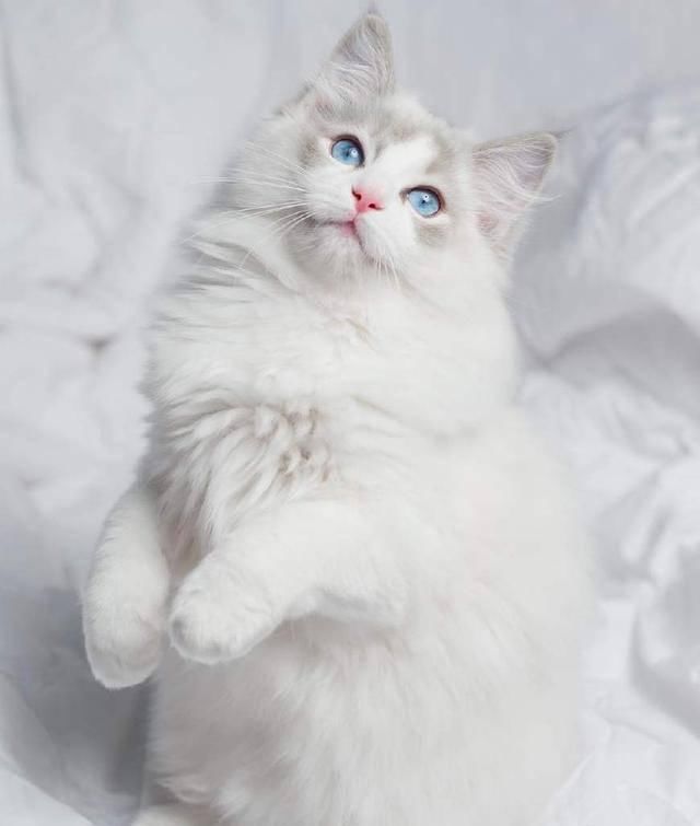 梵色布偶猫的特征