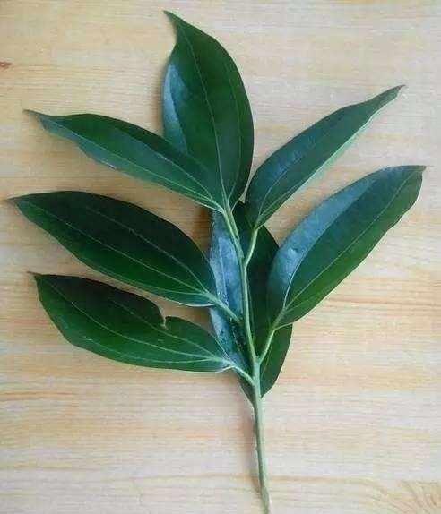 鹅掌柴|养4种“富贵花”，8月剪根枝条“插土里”，嗖嗖长根，错过等1年