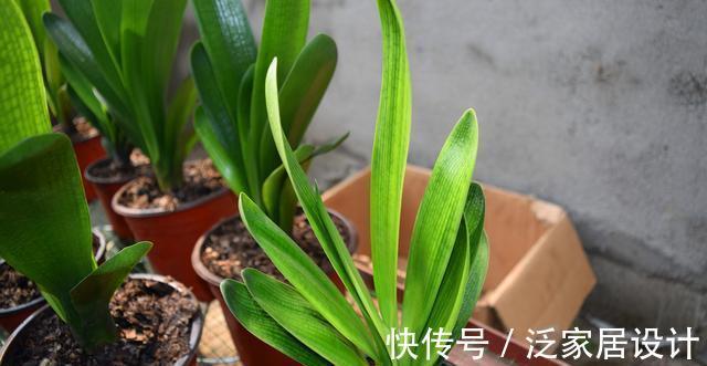 八个字|养君子兰从这几个方面入手浇水,轻松掌握浇水方法,越长越美