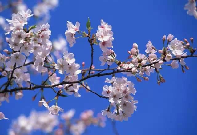 春天来了，你能分清桃花、杏花、樱花、梨花、李花吗？