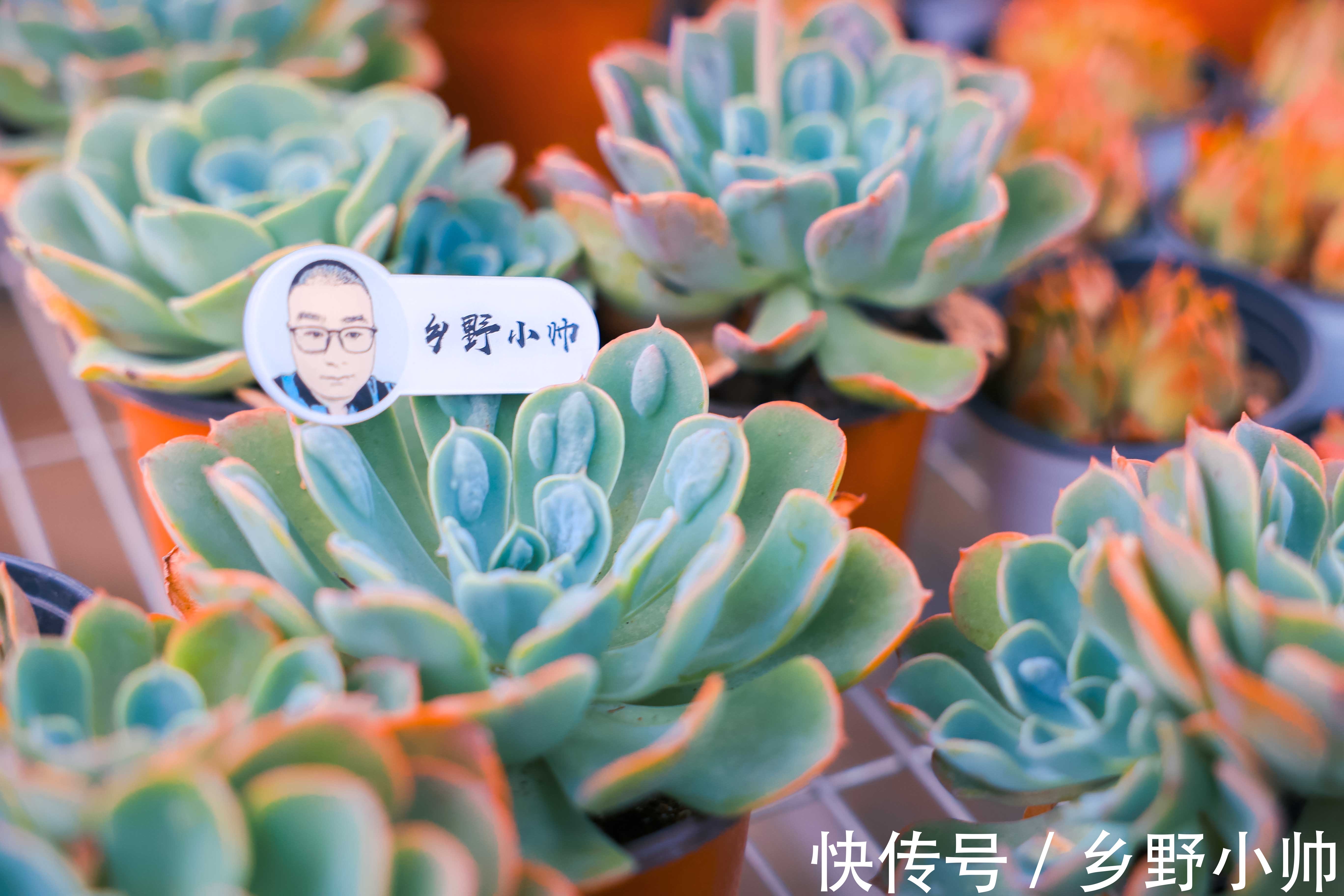 光照|想要高大的雨滴老桩?听小帅说,雨滴越来越美