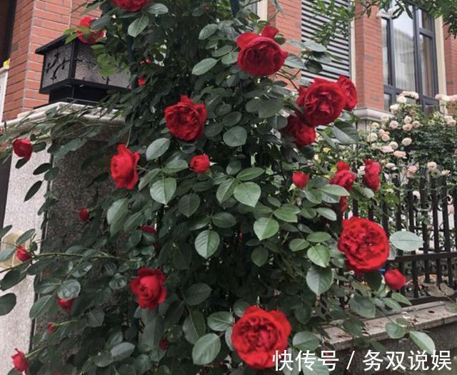 家里的3种“肥水”,放着没用,浇在花盆上就是“营养液”,值