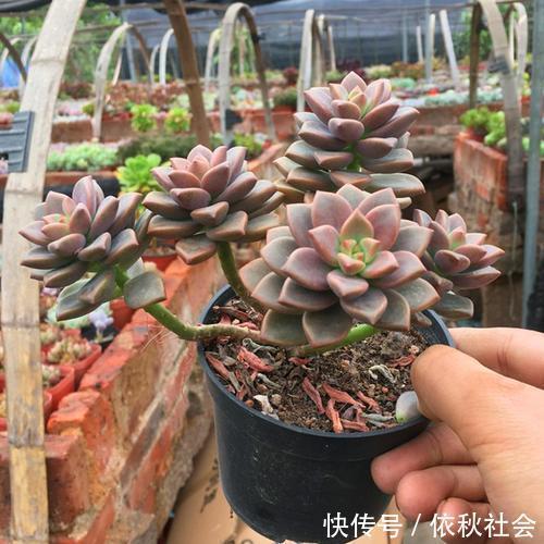 热不死的6种多肉，夏天暴晒也没事，越热越好看