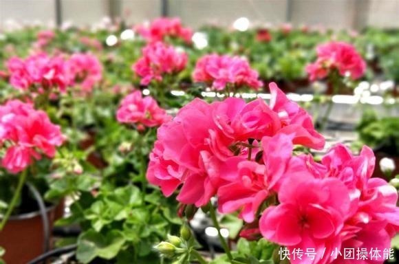 花色|此“花”一年开花好几次,花朵漂亮似玫瑰,养在阳台路人都夸美!