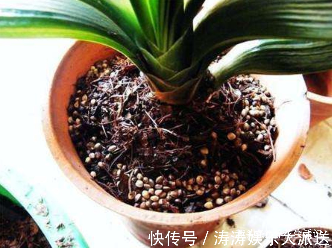 君子兰“烂根多”先别扔,采用这种方法做,30天后根系健壮