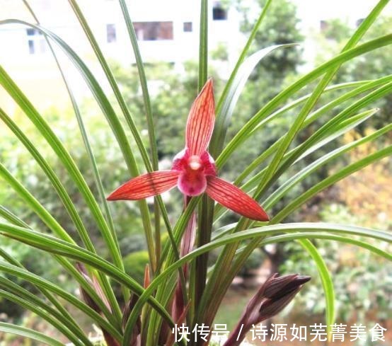 这款兰花香气醇正,花姿典雅大气,喜欢闻花香的花友值得入手!