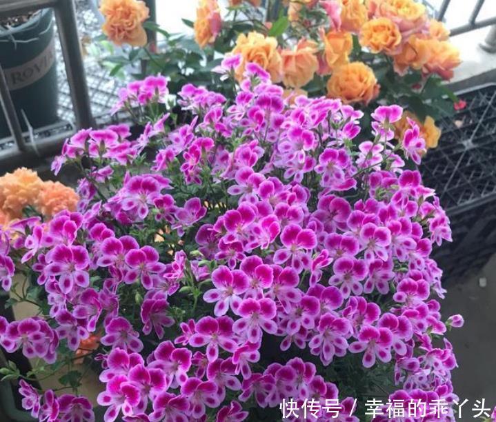  夏天养花，不妨养这3款花，花大色艳真漂亮，谁养谁上瘾