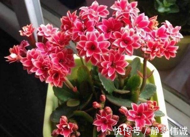 不死鸟|长寿花不能一盆栽多棵!因为难养好,想要一盆多色只有一个方法!