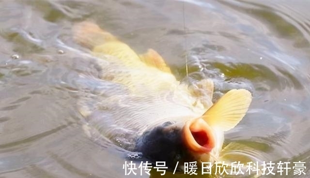 鲤鱼|夏季白天想要钓好草鲤鱼,除了晚上夜钓,我们还可以试试这两招