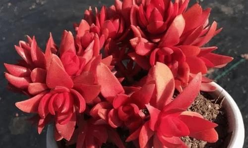 新手|秋天养盆多肉火祭，越晒越泼辣，叶片红似火焰，适合新手